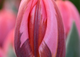 Tulipa Pretty Princess (4)